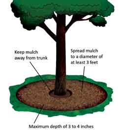 tree mulch